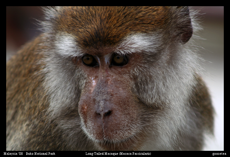 long-tailed macaque macaca fascicularis